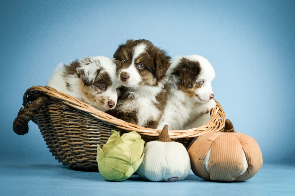 Du Jardin Aux Potirons - Berger Américain Miniature  - Portée née le 09/06/2025